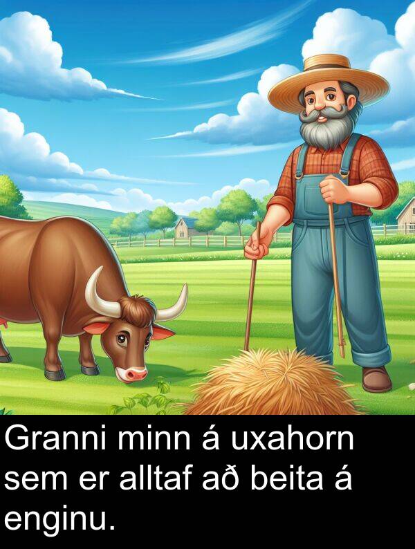 uxahorn: Granni minn á uxahorn sem er alltaf að beita á enginu.