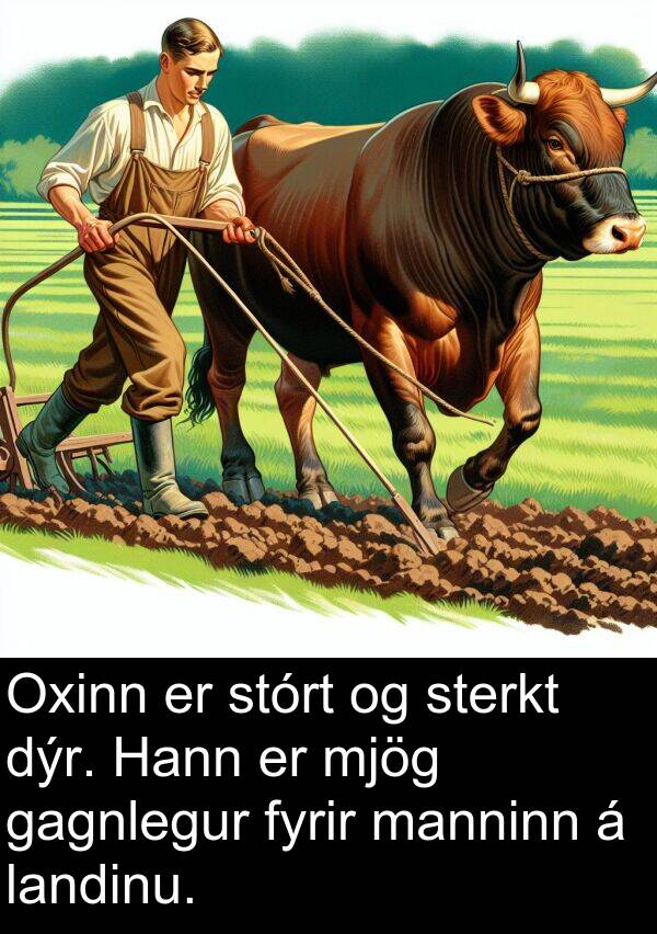 dýr: Oxinn er stórt og sterkt dýr. Hann er mjög gagnlegur fyrir manninn á landinu.