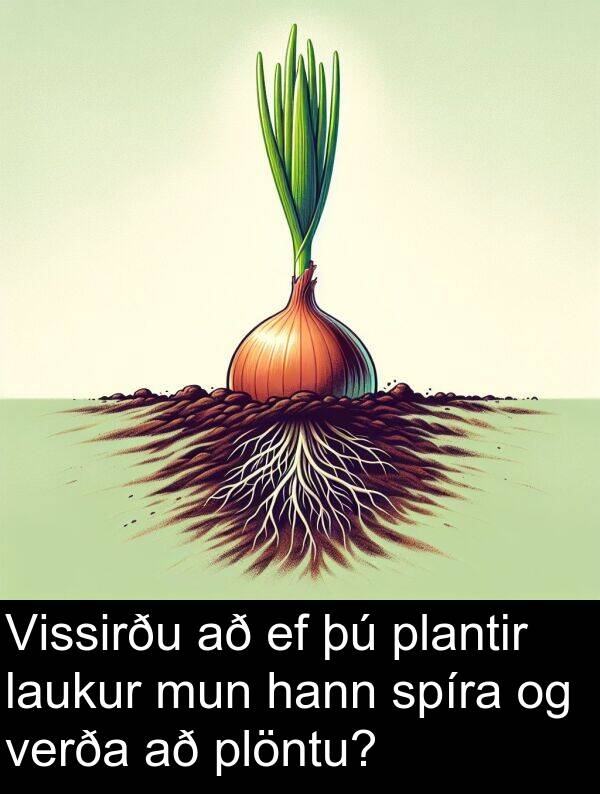 plöntu: Vissirðu að ef þú plantir laukur mun hann spíra og verða að plöntu?