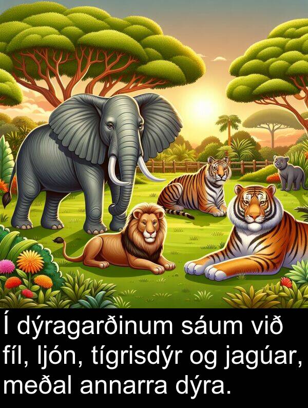 tígrisdýr: Í dýragarðinum sáum við fíl, ljón, tígrisdýr og jagúar, meðal annarra dýra.
