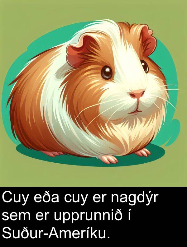 cuy: Cuy eða cuy er nagdýr sem er upprunnið í Suður-Ameríku.