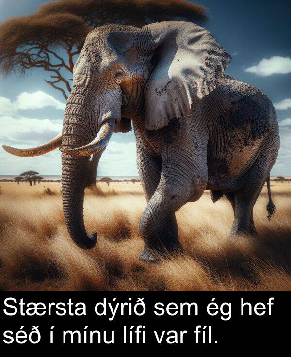 dýrið: Stærsta dýrið sem ég hef séð í mínu lífi var fíl.