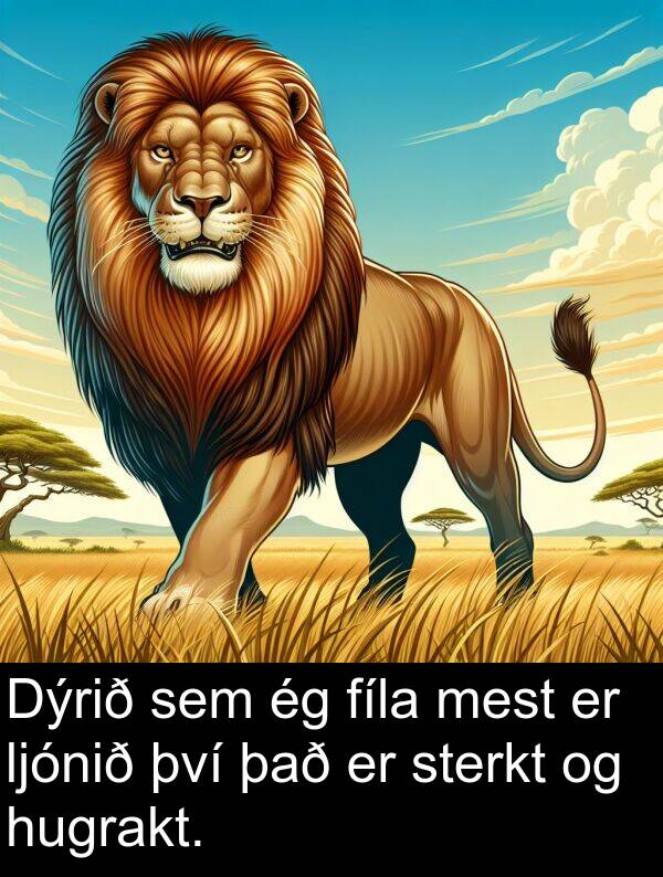 fíla: Dýrið sem ég fíla mest er ljónið því það er sterkt og hugrakt.