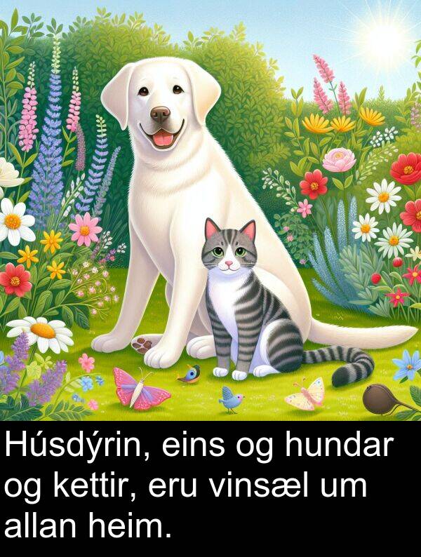 eins: Húsdýrin, eins og hundar og kettir, eru vinsæl um allan heim.
