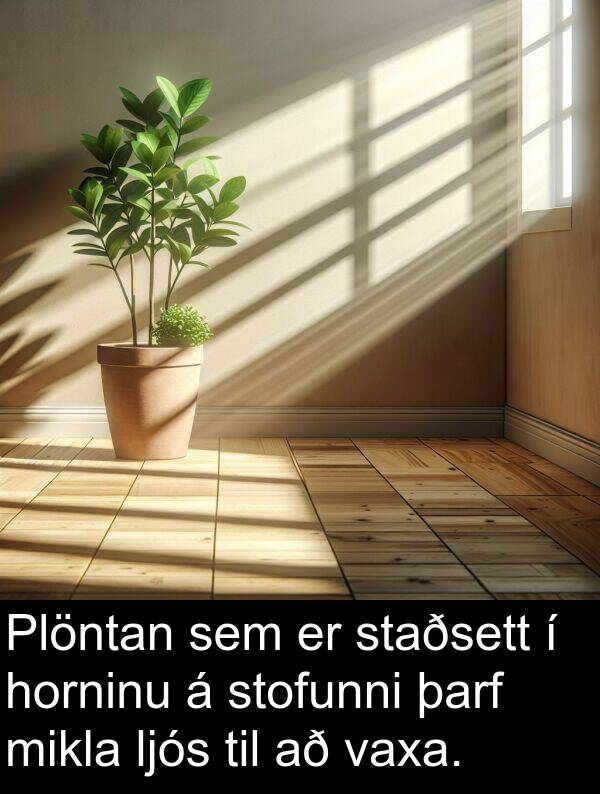vaxa: Plöntan sem er staðsett í horninu á stofunni þarf mikla ljós til að vaxa.