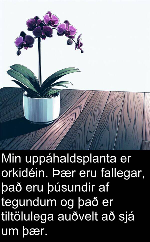 þúsundir: Min uppáhaldsplanta er orkidéin. Þær eru fallegar, það eru þúsundir af tegundum og það er tiltölulega auðvelt að sjá um þær.