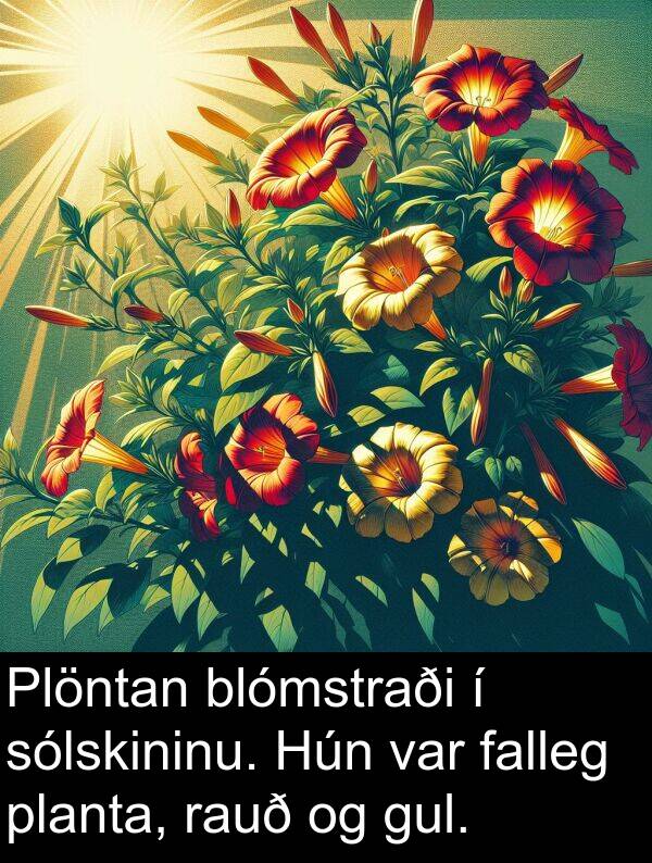 falleg: Plöntan blómstraði í sólskininu. Hún var falleg planta, rauð og gul.