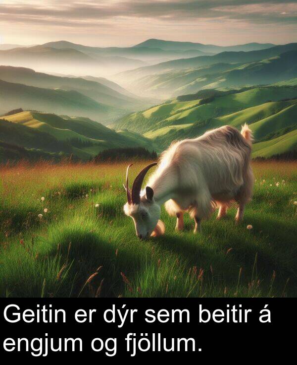 beitir: Geitin er dýr sem beitir á engjum og fjöllum.