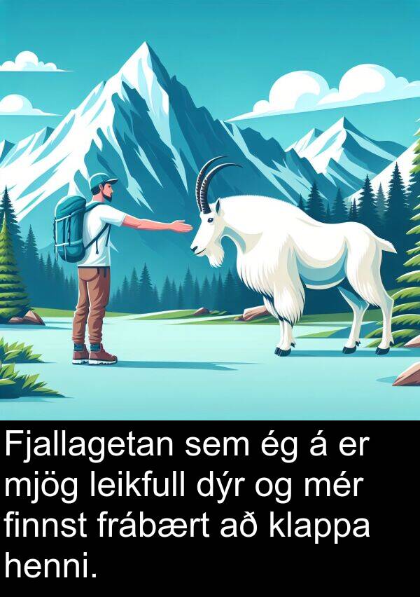 finnst: Fjallagetan sem ég á er mjög leikfull dýr og mér finnst frábært að klappa henni.