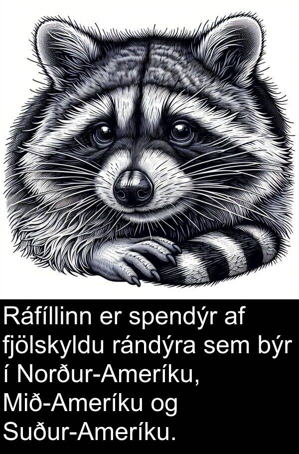 rándýra: Ráfíllinn er spendýr af fjölskyldu rándýra sem býr í Norður-Ameríku, Mið-Ameríku og Suður-Ameríku.