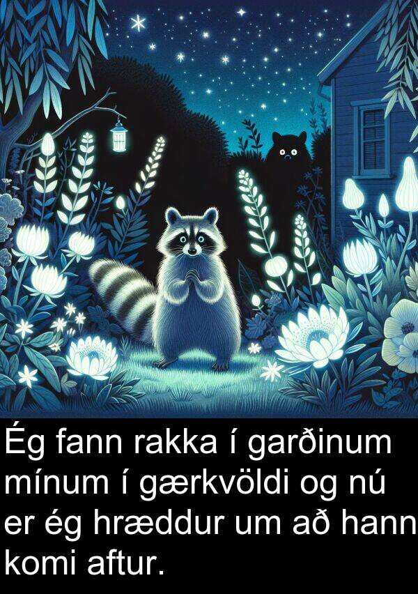 rakka: Ég fann rakka í garðinum mínum í gærkvöldi og nú er ég hræddur um að hann komi aftur.