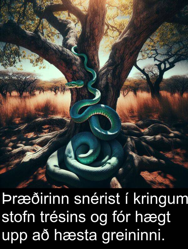 hæsta: Þræðirinn snérist í kringum stofn trésins og fór hægt upp að hæsta greininni.