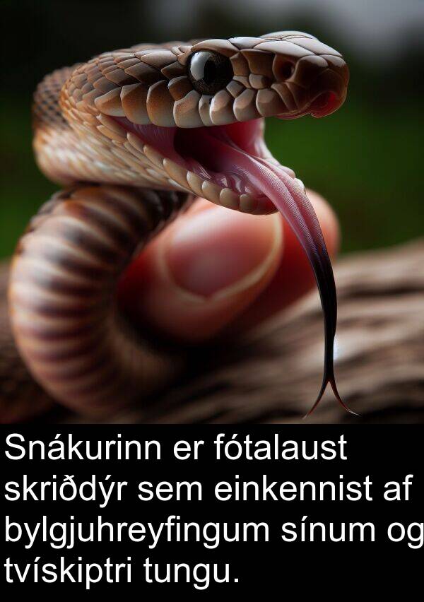 einkennist: Snákurinn er fótalaust skriðdýr sem einkennist af bylgjuhreyfingum sínum og tvískiptri tungu.