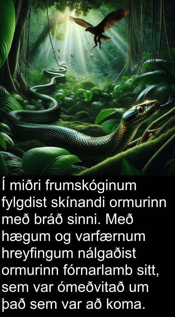 ómeðvitað: Í miðri frumskóginum fylgdist skínandi ormurinn með bráð sinni. Með hægum og varfærnum hreyfingum nálgaðist ormurinn fórnarlamb sitt, sem var ómeðvitað um það sem var að koma.