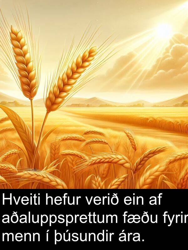 þúsundir: Hveiti hefur verið ein af aðaluppsprettum fæðu fyrir menn í þúsundir ára.