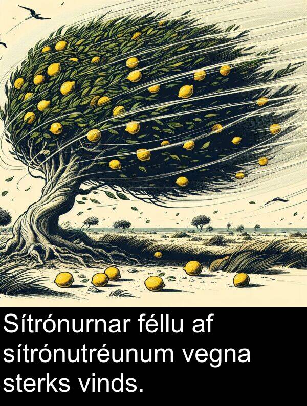 vegna: Sítrónurnar féllu af sítrónutréunum vegna sterks vinds.
