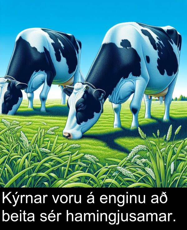 sér: Kýrnar voru á enginu að beita sér hamingjusamar.