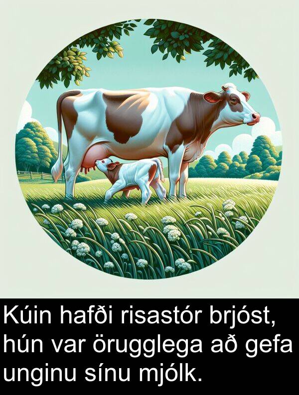 unginu: Kúin hafði risastór brjóst, hún var örugglega að gefa unginu sínu mjólk.