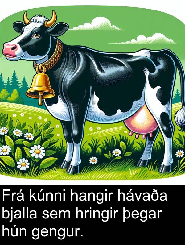 hávaða: Frá kúnni hangir hávaða bjalla sem hringir þegar hún gengur.