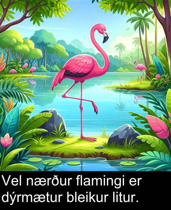 dýrmætur: Vel nærður flamingi er dýrmætur bleikur litur.
