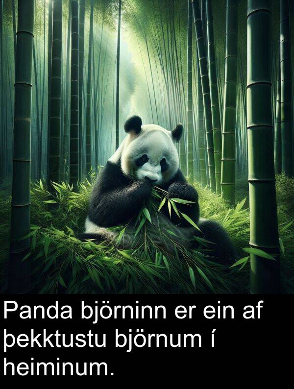 þekktustu: Panda björninn er ein af þekktustu björnum í heiminum.