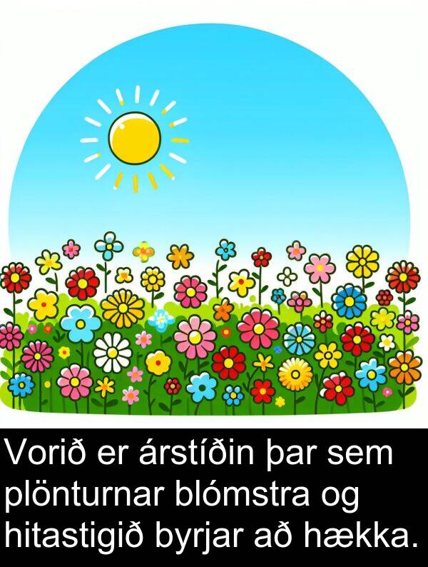 þar: Vorið er árstíðin þar sem plönturnar blómstra og hitastigið byrjar að hækka.