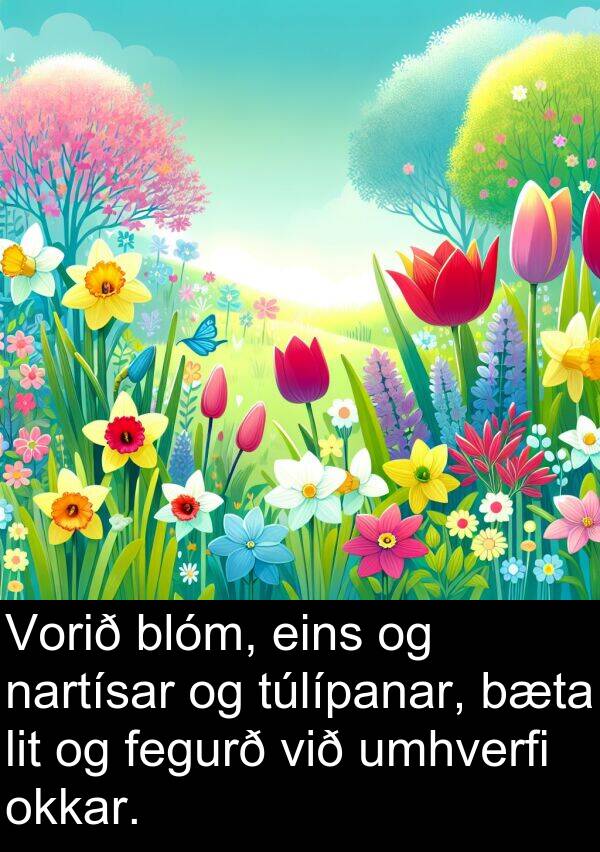 umhverfi: Vorið blóm, eins og nartísar og túlípanar, bæta lit og fegurð við umhverfi okkar.