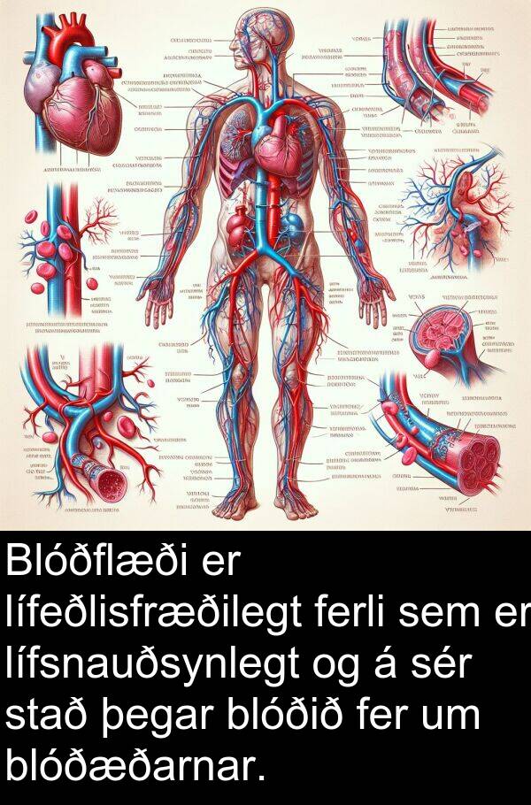 fer: Blóðflæði er lífeðlisfræðilegt ferli sem er lífsnauðsynlegt og á sér stað þegar blóðið fer um blóðæðarnar.