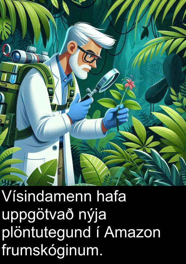 plöntutegund: Vísindamenn hafa uppgötvað nýja plöntutegund í Amazon frumskóginum.