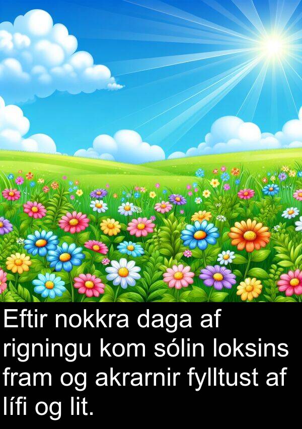 daga: Eftir nokkra daga af rigningu kom sólin loksins fram og akrarnir fylltust af lífi og lit.