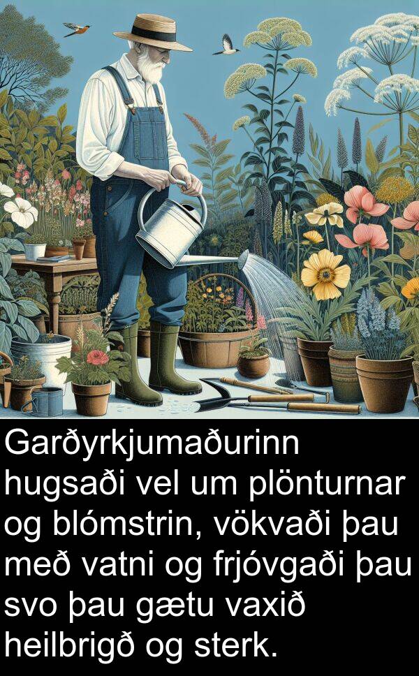 plönturnar: Garðyrkjumaðurinn hugsaði vel um plönturnar og blómstrin, vökvaði þau með vatni og frjóvgaði þau svo þau gætu vaxið heilbrigð og sterk.