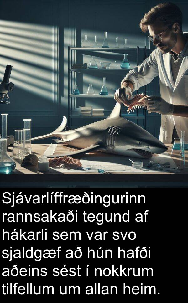 tegund: Sjávarlíffræðingurinn rannsakaði tegund af hákarli sem var svo sjaldgæf að hún hafði aðeins sést í nokkrum tilfellum um allan heim.