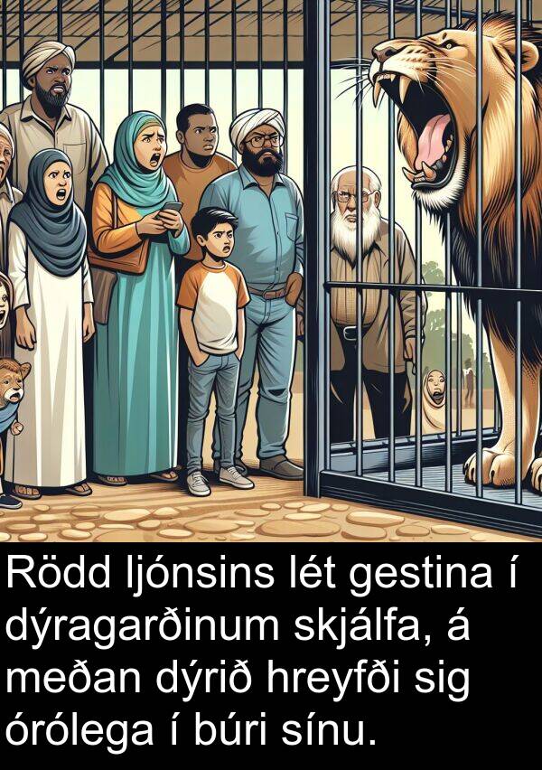 dýrið: Rödd ljónsins lét gestina í dýragarðinum skjálfa, á meðan dýrið hreyfði sig órólega í búri sínu.