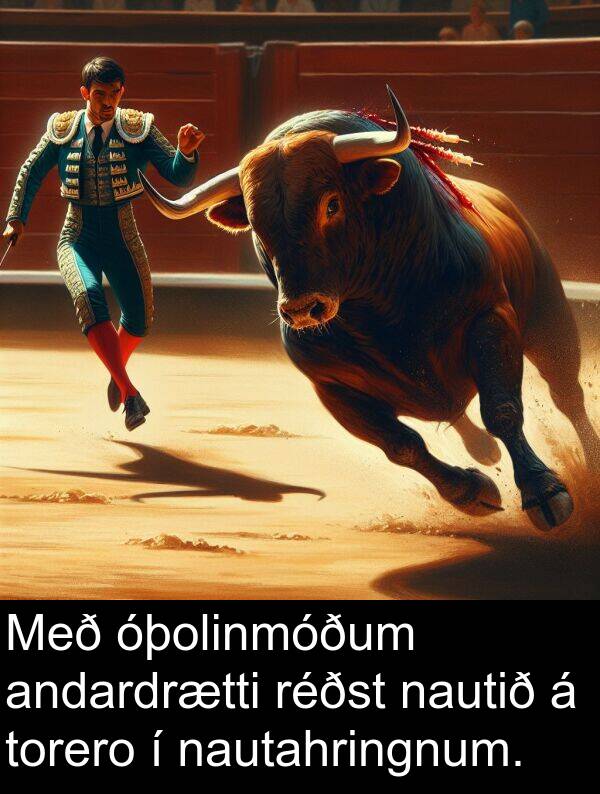 andardrætti: Með óþolinmóðum andardrætti réðst nautið á torero í nautahringnum.