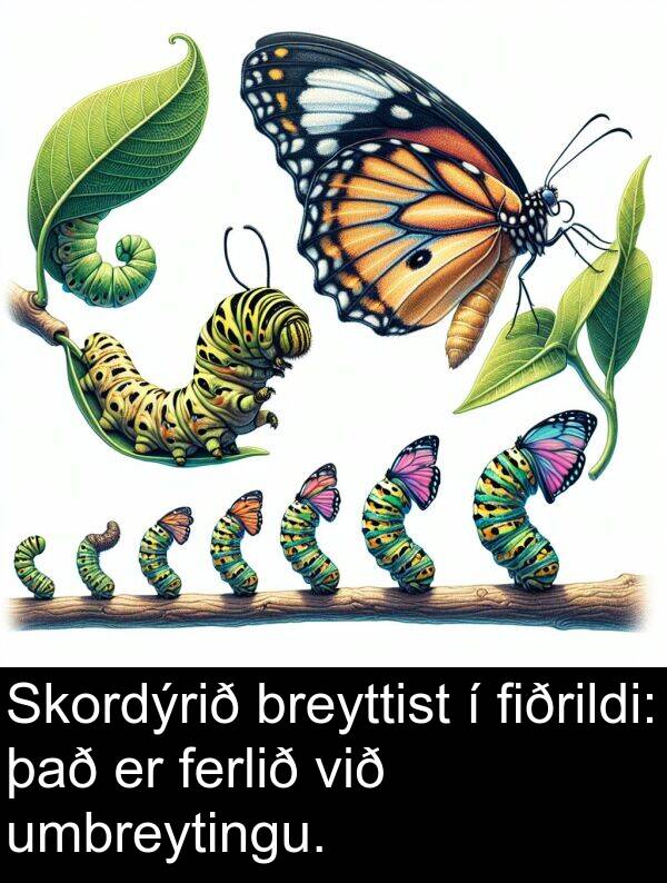 ferlið: Skordýrið breyttist í fiðrildi: það er ferlið við umbreytingu.