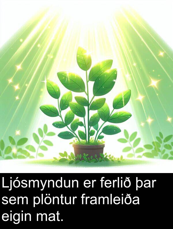 þar: Ljósmyndun er ferlið þar sem plöntur framleiða eigin mat.