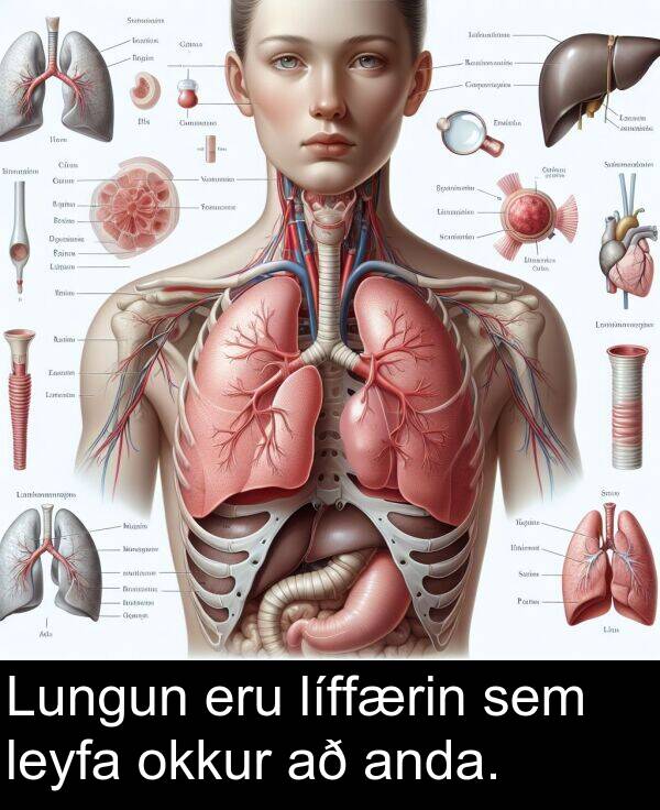 sem: Lungun eru líffærin sem leyfa okkur að anda.