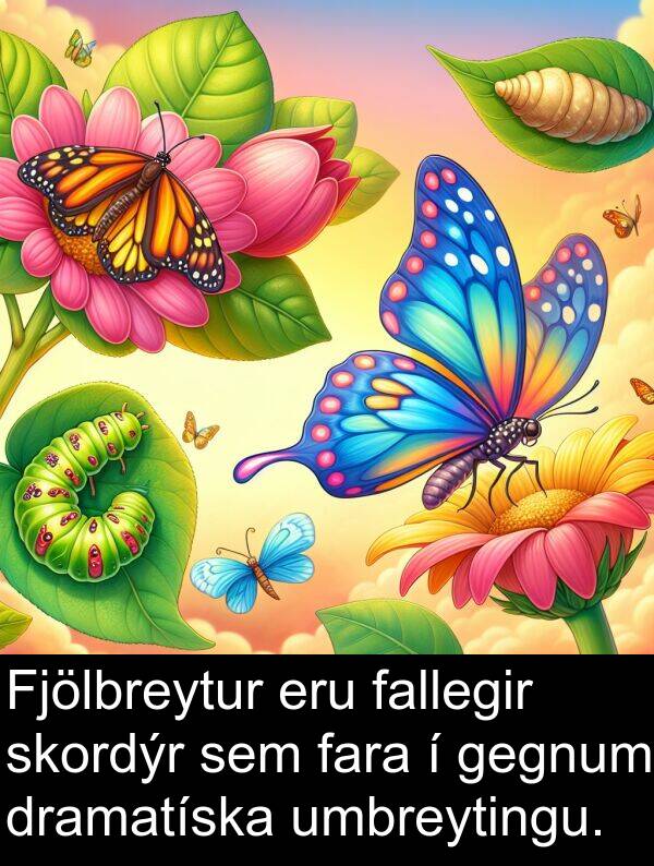 fallegir: Fjölbreytur eru fallegir skordýr sem fara í gegnum dramatíska umbreytingu.