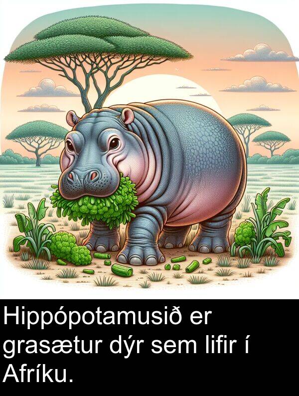dýr: Hippópotamusið er grasætur dýr sem lifir í Afríku.