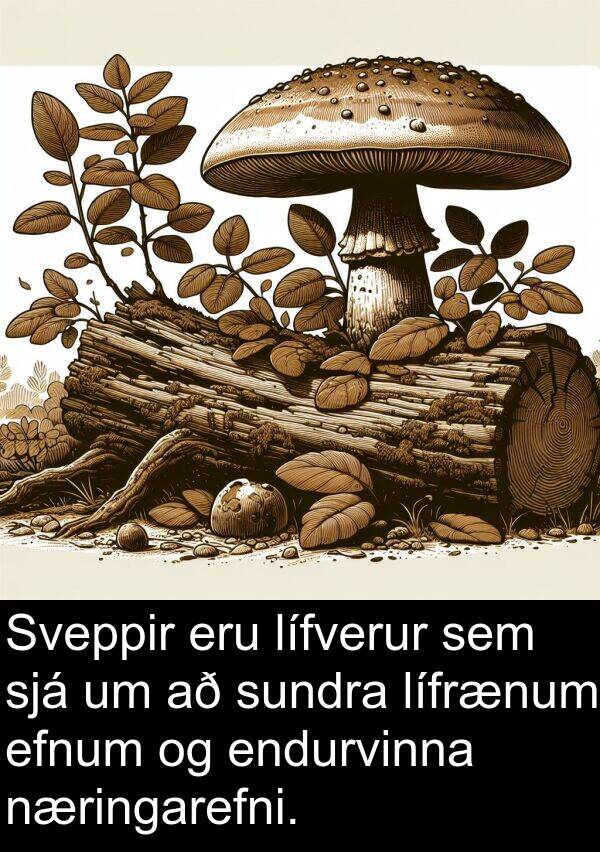 efnum: Sveppir eru lífverur sem sjá um að sundra lífrænum efnum og endurvinna næringarefni.