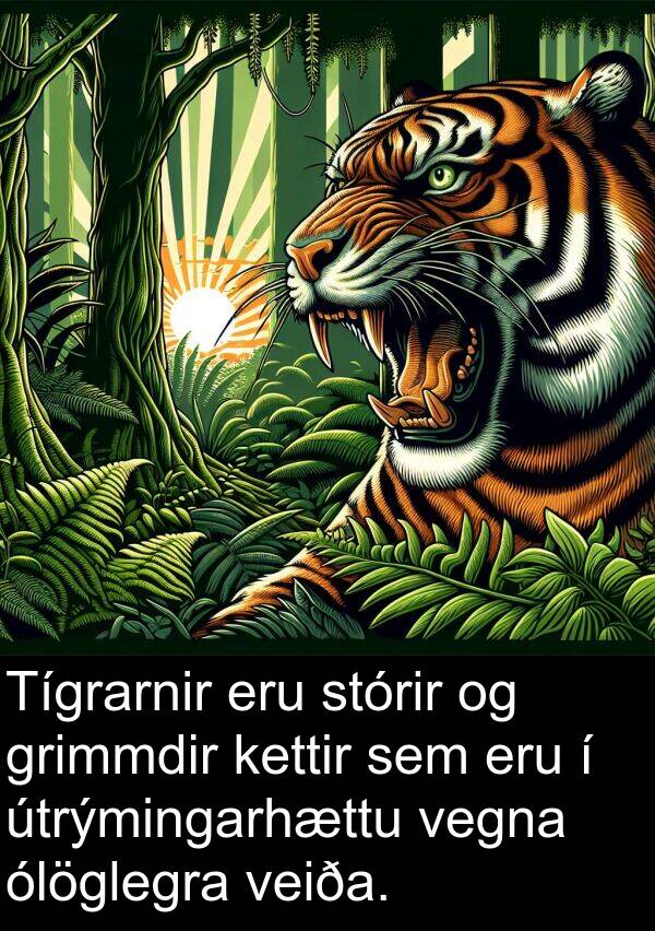 ólöglegra: Tígrarnir eru stórir og grimmdir kettir sem eru í útrýmingarhættu vegna ólöglegra veiða.