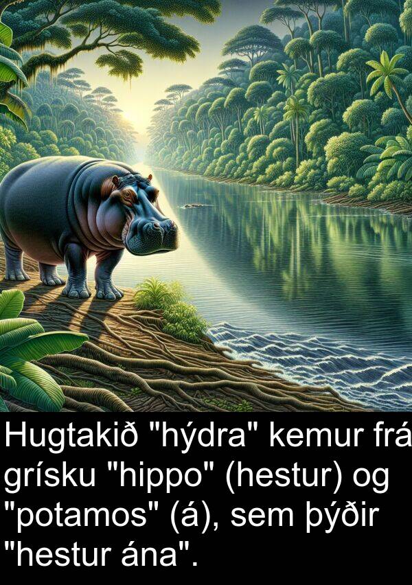 kemur: Hugtakið "hýdra" kemur frá grísku "hippo" (hestur) og "potamos" (á), sem þýðir "hestur ána".