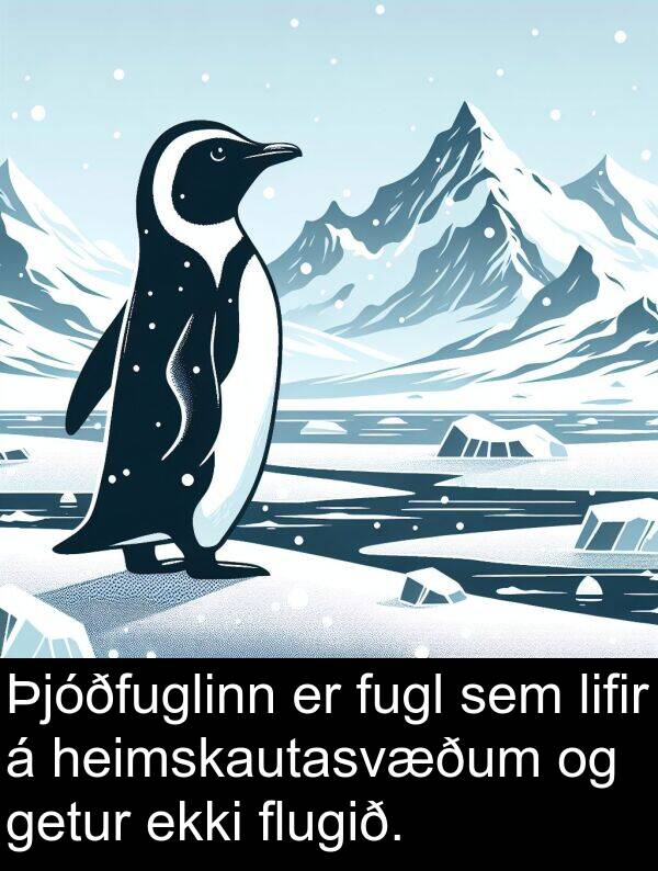 lifir: Þjóðfuglinn er fugl sem lifir á heimskautasvæðum og getur ekki flugið.