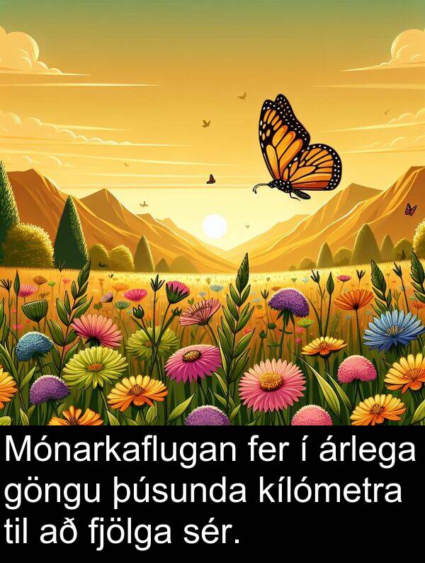 þúsunda: Mónarkaflugan fer í árlega göngu þúsunda kílómetra til að fjölga sér.