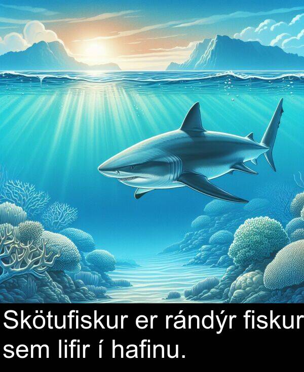 fiskur: Skötufiskur er rándýr fiskur sem lifir í hafinu.