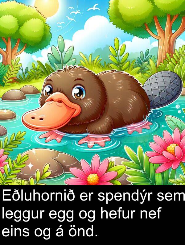 önd: Eðluhornið er spendýr sem leggur egg og hefur nef eins og á önd.