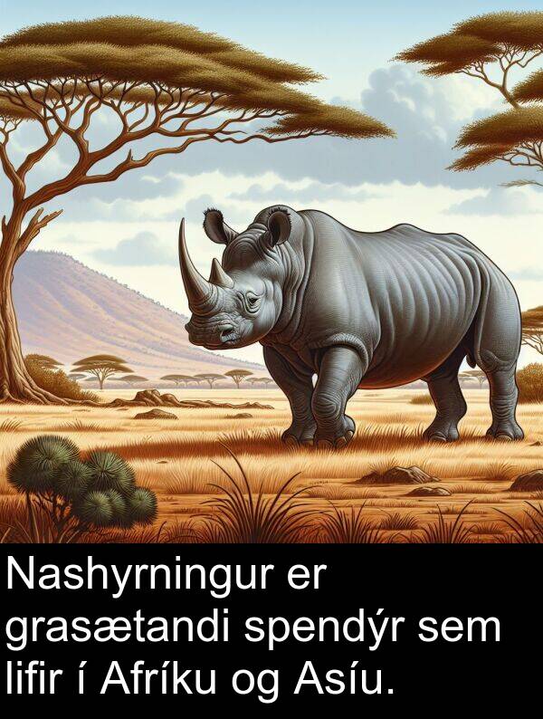 lifir: Nashyrningur er grasætandi spendýr sem lifir í Afríku og Asíu.