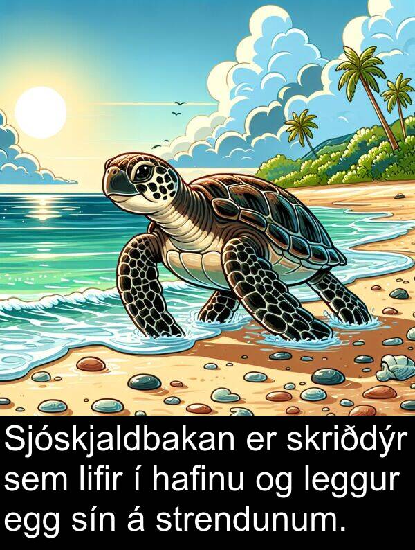 hafinu: Sjóskjaldbakan er skriðdýr sem lifir í hafinu og leggur egg sín á strendunum.