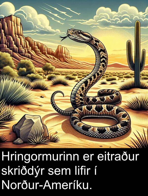 eitraður: Hringormurinn er eitraður skriðdýr sem lifir í Norður-Ameríku.