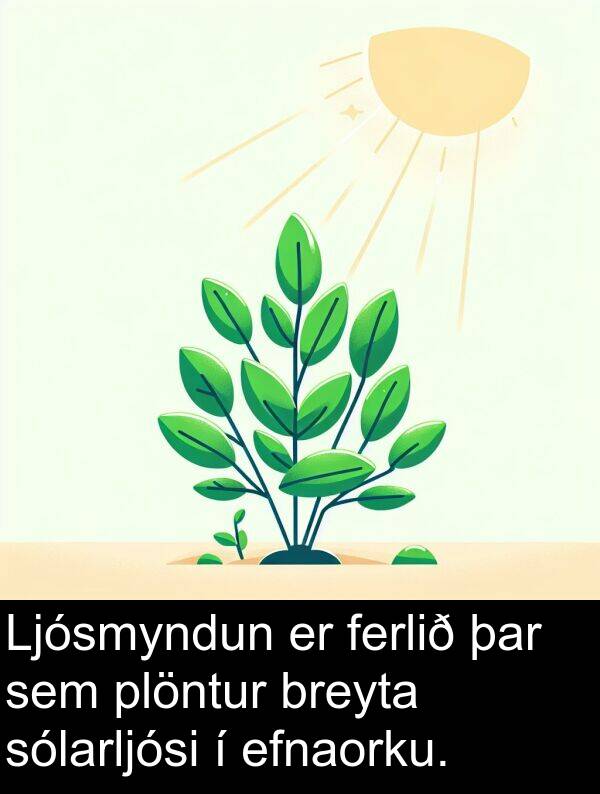 þar: Ljósmyndun er ferlið þar sem plöntur breyta sólarljósi í efnaorku.